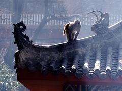 -黔灵山公园