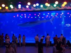 -烟台海昌鲸鲨海洋公园