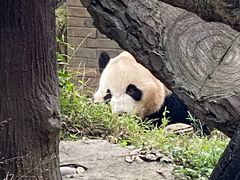 -都江堰中华大熊猫苑