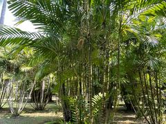 -中国科学院西双版纳热带植物园
