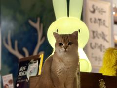 -咖法森林·咖啡  酒吧(天河店)