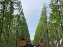 -黄海国家森林公园