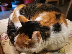 -天一朴素(武汉大学店)