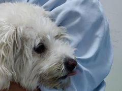 -汪喵宠物医院·骨科心脏影像·犬猫急重症ICU诊疗中心(成华分院)