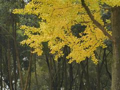 -重庆市江北嘴中央商务区中央公园