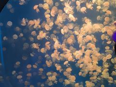 -海合安武汉极地海洋公园