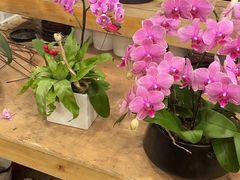 -双季花艺园艺市场(浦东店)