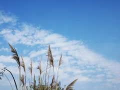 -桤木河湿地公园