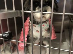 -宠爱国际动物医院· 猫科· 外科·中兽医(长白店)