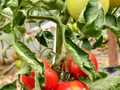 -庞各庄翠芳园西瓜蔬菜基地采摘园