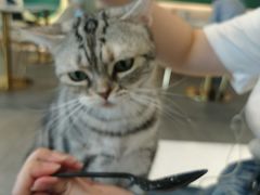 -飞行喵MR PILOT|猫舍·猫咖(静安大融城店)