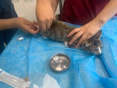 -瑞派·关忠动物医院·猫专科·犬专科(三环新城店)