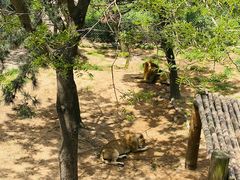 -西霞口神雕山野生动物世界