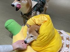 -逗柴咖啡屋·狗咖猫咖宠物桌游