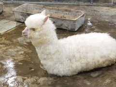 -上海大自然野生昆虫馆(东方明珠·爬宠昆虫探索中心)