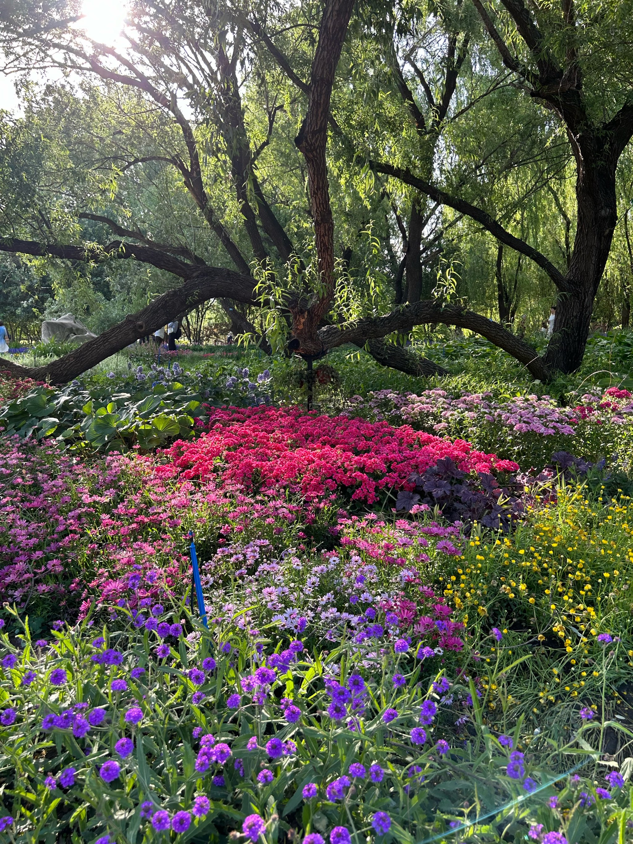 北京看花的公园图片