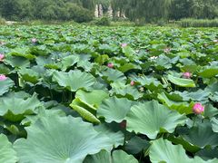 -国家植物园南园