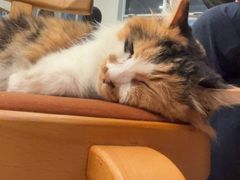 -玫瑰咖啡(中山六路店)