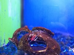 -芜湖新华联大白鲸海洋公园