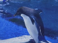 -泉城欧乐堡海洋极地世界