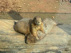 -大连森林动物园