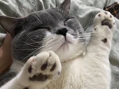 -宠颐生宠物医院·心肾内科·猫专科诊疗中心宠巢店