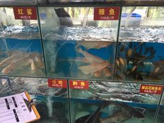 -鲜椒鱼·雅安地标性美食