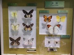 -上海昆虫博物馆