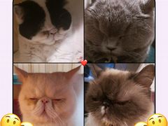 -猫小院猫主题咖啡厅(北锣店)