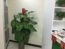 -苗医生专业祛痘全国连锁