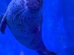 -海合安青岛极地海洋公园