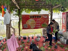 -前小桔亲子创意农场·草莓采摘·露营烧烤