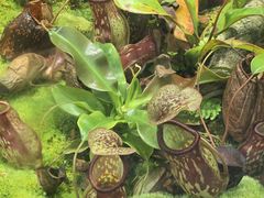 -国家植物园南园