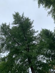 -HEYAN长风荷妍专业脱毛美肤
