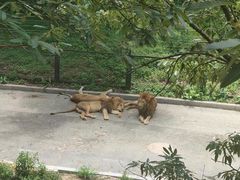 -大连森林动物园