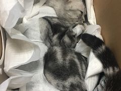-纳吉亚猫专科动物诊疗中心(蒋宅口分院)