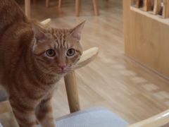 -滚猫咖啡·猫咖·猫友好撸猫(未来城店)