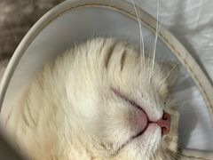 -派特宠物医院(圆融广场店)