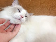 -李小姐の猫咖啡馆(五角场店)