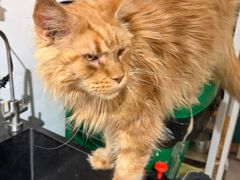 -平行世界·猫咖(首经贸店)