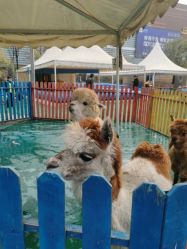 -萌宠亲子动物乐园(槐房万达店)