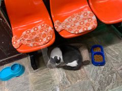 -猫咪博物馆(顶澳仔猫街店)