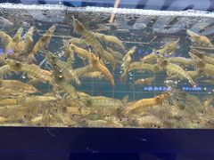 -0048鲜活香辣虾·火锅(铜陵路店)