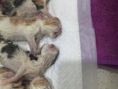 -伟伟宠物医院·CT影像中心·瑞派犬猫综合性门诊(汉口总院)