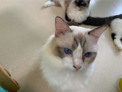 -猫在这儿猫咪咖啡馆·撸猫馆
