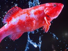 -明湖楼·经典鲁菜(大明湖店)