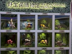 -芸山季·云南山珍菌火锅(南翔印象城MEGA店)