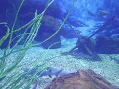 景点-多彩贵州城极地海洋世界