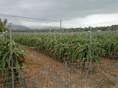 -海南热带雨林国家公园吊罗山景区