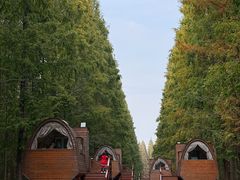 -黄海国家森林公园